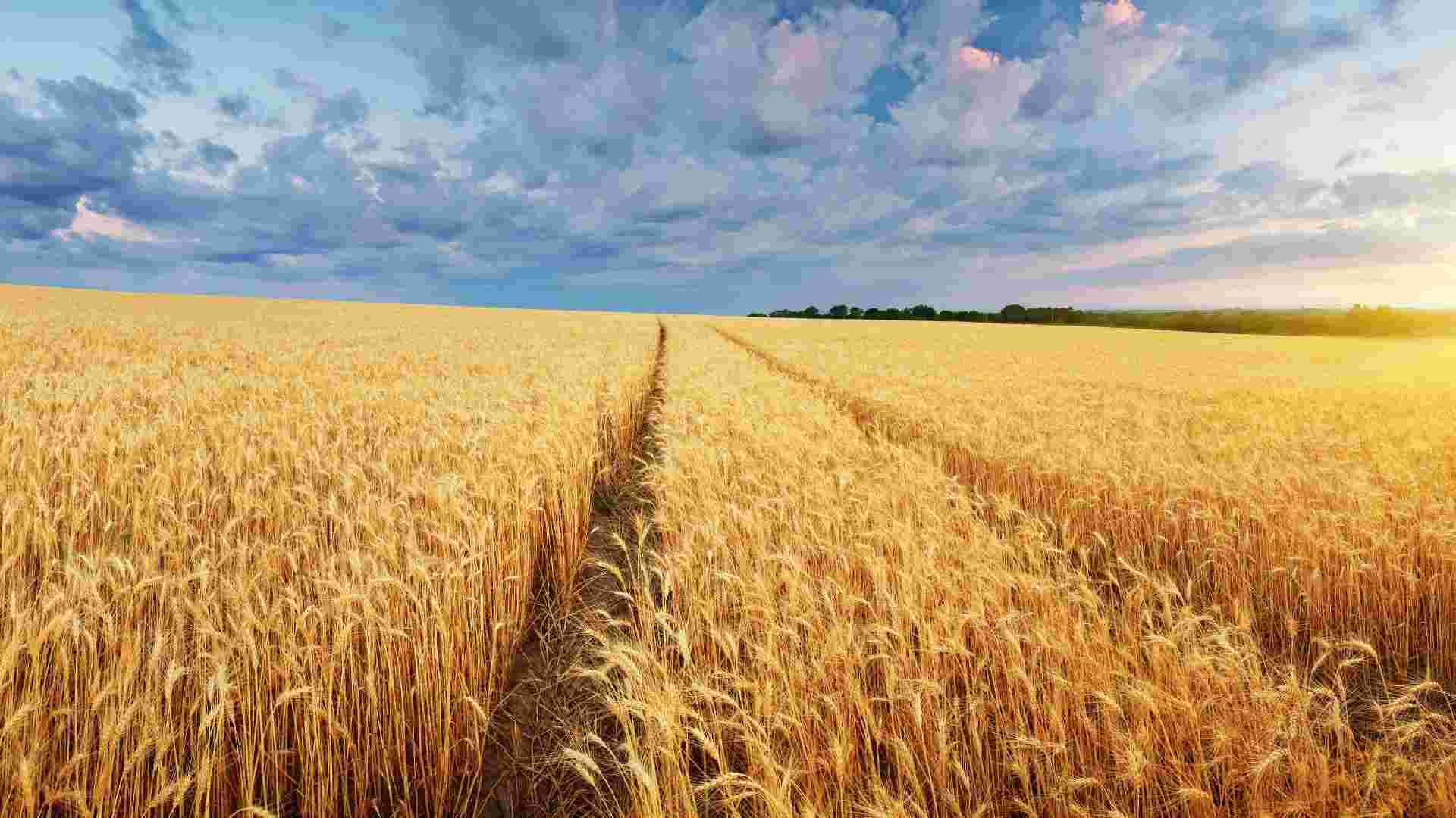 Les exportations agroalimentaires russes vers l’Afrique en pleine expansion