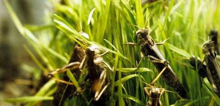 Tunisie – UTAP : Les crickets pèlerins représentent un danger pour les cultures en cours