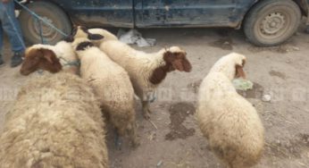 Marché aux bestiaux de Béja: Une abondance de moutons, mais une absence inquiétante de bovins
