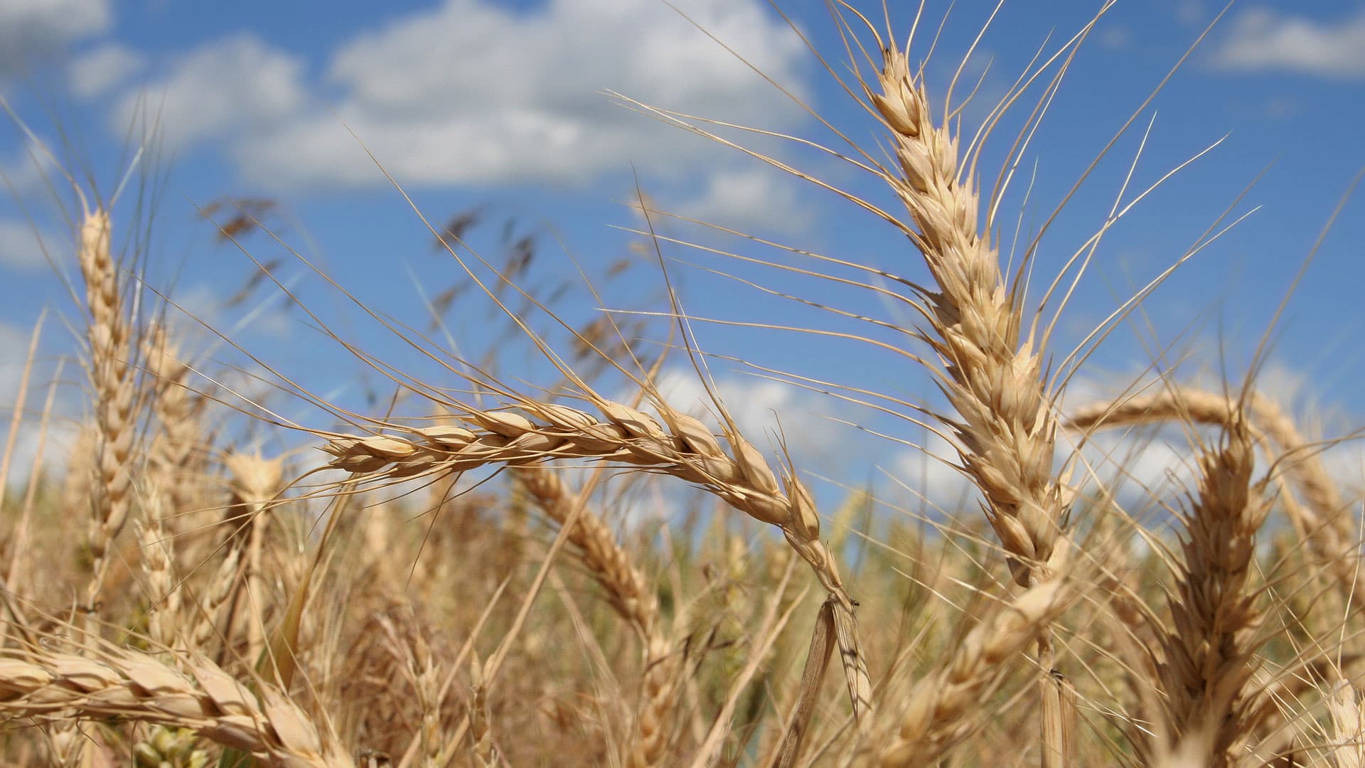 Marché mondial des céréales: Un scénario pessimiste pour les pays importateurs nets