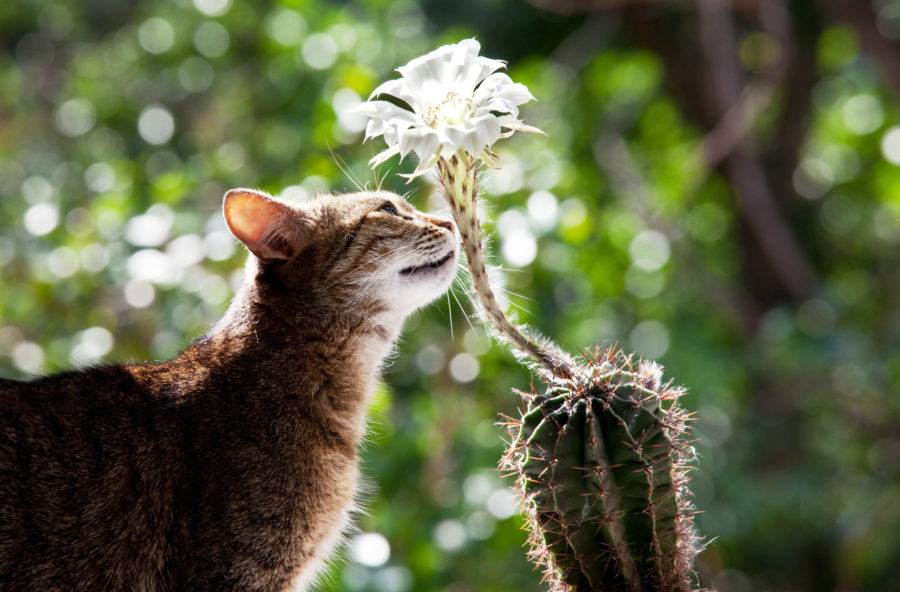 Chats envahissants dans le jardin ? Voici comment les éloigner naturellement et efficacement