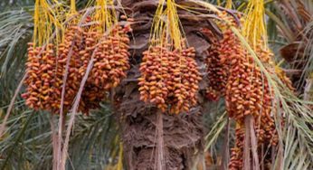 Dattes tunisiennes : Baisse des recettes d’exportation