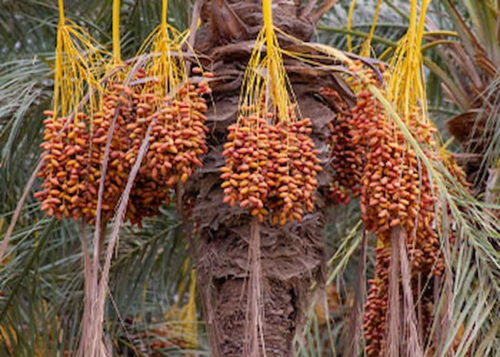 Dattes tunisiennes : Baisse des recettes d’exportation