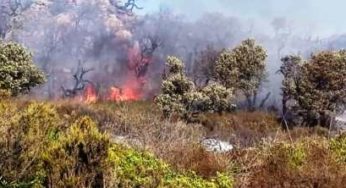 Tunisie – Tabarka : Un feu de forêt dévore 3 hectares de pins
