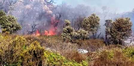 Tunisie – Tabarka : Un feu de forêt dévore 3 hectares de pins