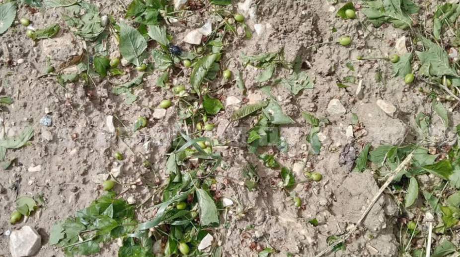 Chute de grêle à Siliana: Des cultures agricoles sévèrement touchées