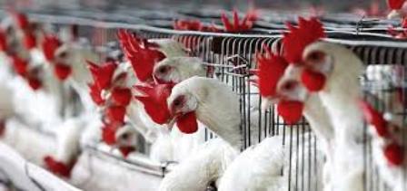 Tunisie – Le Kef : Mesures renforcées pour prévenir l’importation de grippe viaire d’au delà les frontières