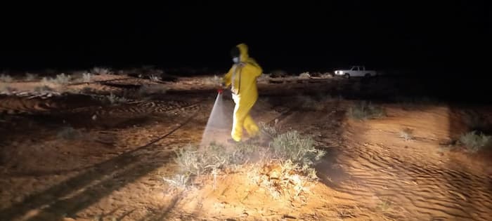 Lutte contre le criquet pèlerin à Tataouine : Plus de 1000 hectares traités