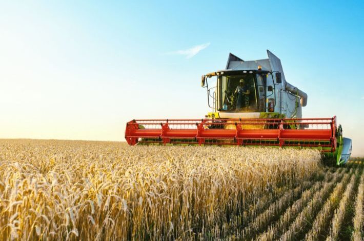 Sidi Bouzid : Coup d’envoi de la récolte du blé dur avec 260 000 quintaux attendus