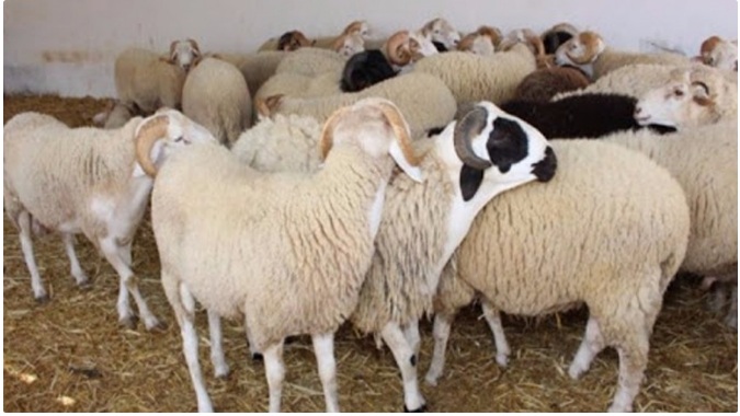 Vente au kilo des moutons de l’Aïd à Kairouan : coup d’envoi le 26 mai au marché de gros