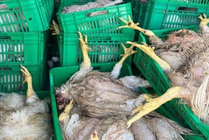 Saisie de 915 kg de poulet avarié à Sousse