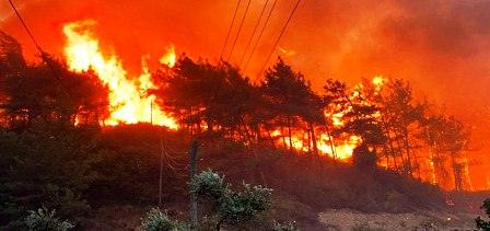 Tunisie – Les surfaces de forêts détruites par les incendies ces dernières années