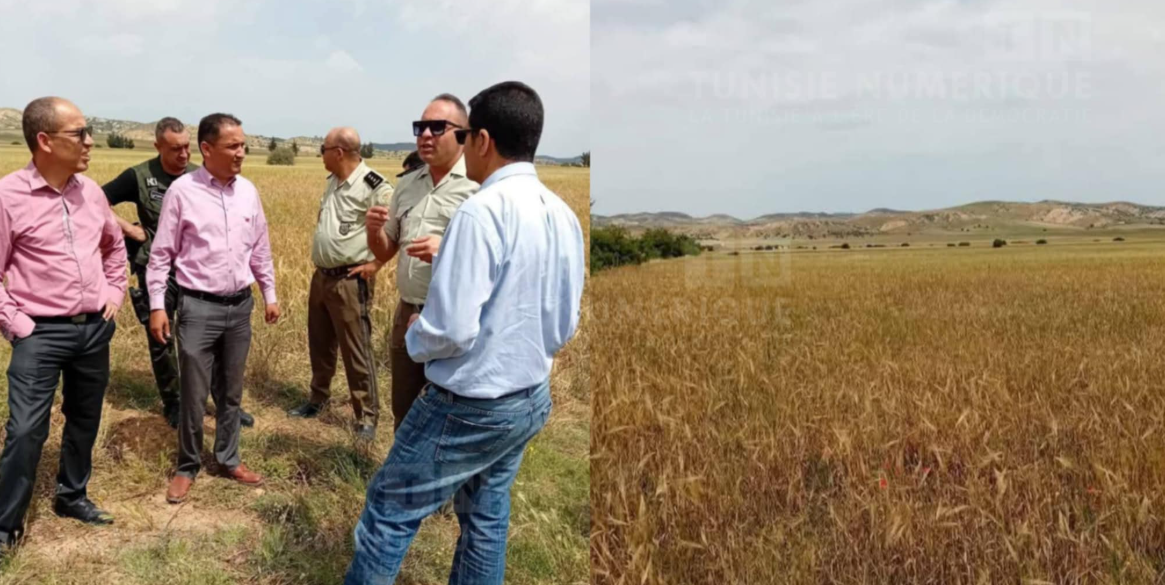 Siliana: Récupération d’un terrain agricole domanial dans la zone irriguée publique d’El Aroussa