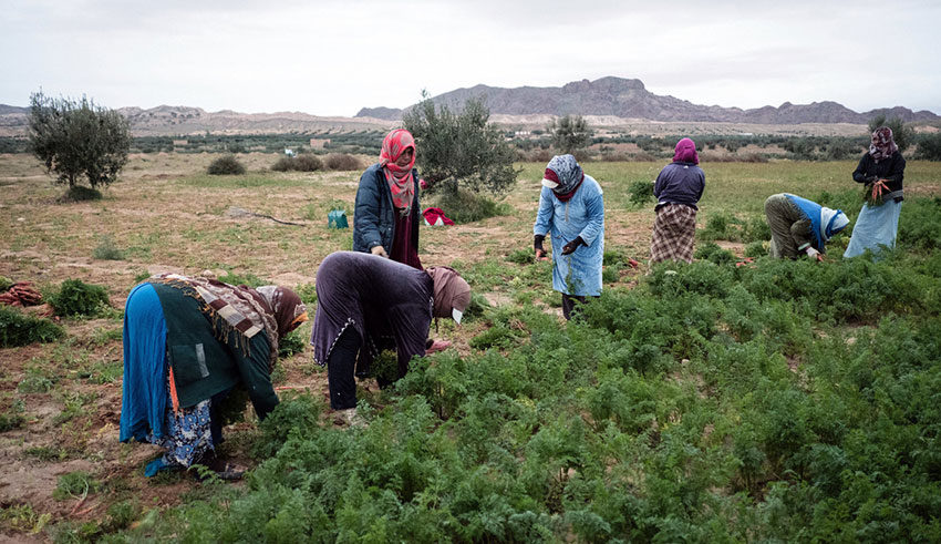 La STEG annonce une bonne nouvelle pour les agriculteurs abonnés au courant basse tension