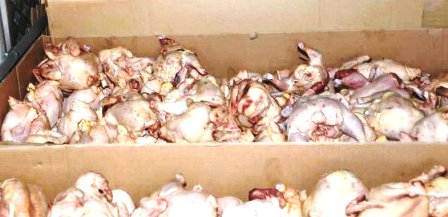 Tunisie – Sousse : Saisie de près d’une tonne de viande de volaille impropre à la consommation
