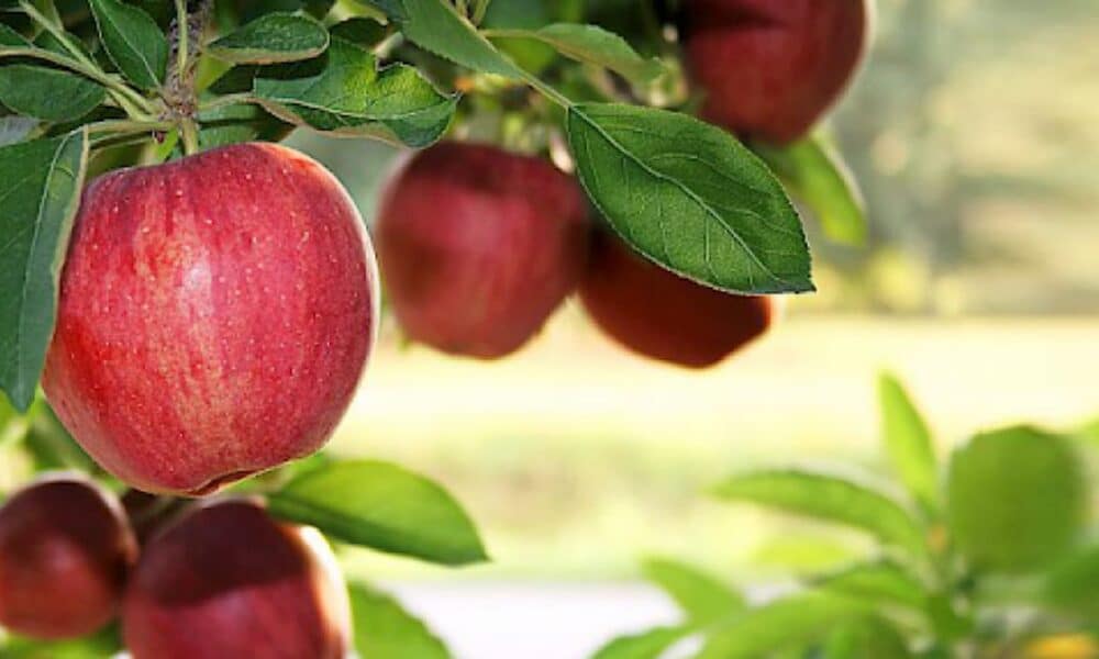 Production De Pommes Kasserine 62 000 Tonnes Attendues Pour La Production De Pommes Kasserine 62 000 Tonnes Attendues Pour La
