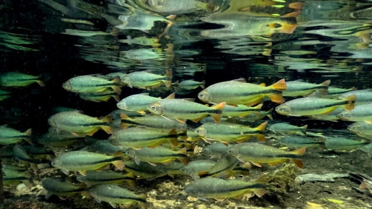 COP15 au Brésil : faire face au déclin alarmant des espèces migratrices !