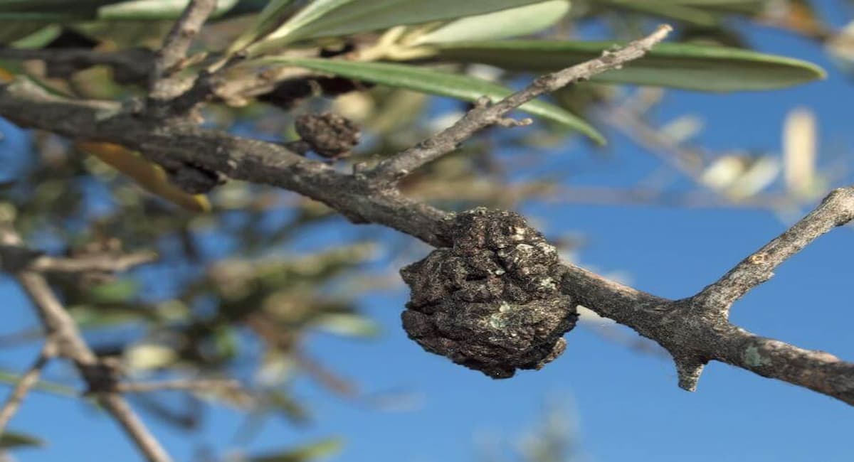 La tuberculose de l’olivier menace les arbres et la production… Comment reconnaître cette maladie et protéger les oliviers ? La tuberculose de l’olivier menace les arbres et la production… Comment reconnaître cette maladie et protéger les oliviers ?