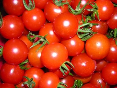 Le Maroc devient le leader des exportations de tomates vers l’UE, surpassant l’Espagne