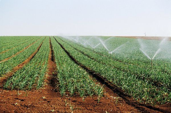 Tunisie: Le taux d’investissement agricole ne dépasse pas 3%