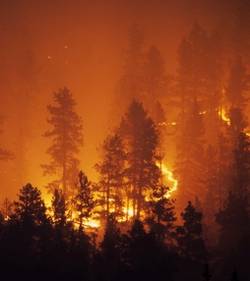 Catastrophe au Chili: Les feux de forêt font 51 morts et ravagent 43.000 hectares