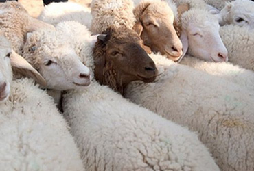 Tunisie : Ouverture d’un point de vente de moutons de sacrifice au kilogramme à la Manouba